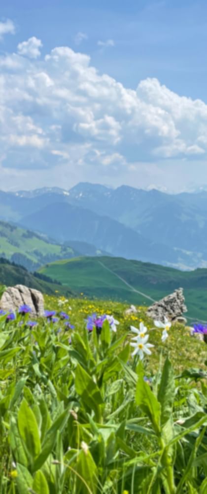 Blühenede Almwiesen am Kitzbüheler Horn mit dem Bergpanorama im Hintergrund
