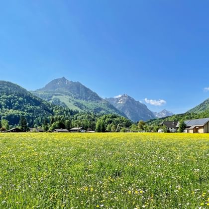 Flowering meadow with yellow and white wildflowers in Salzkammergut. Green forested mountains and traditional houses under blue sky.