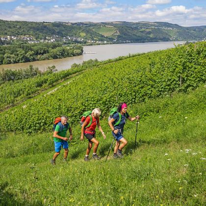 3 Wanderer auf dem Rheinsteig in Weingärten mit Blick auf den Rhein