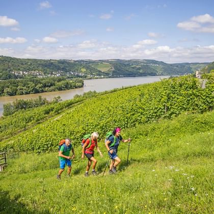 Small climb between vines and the Rhine