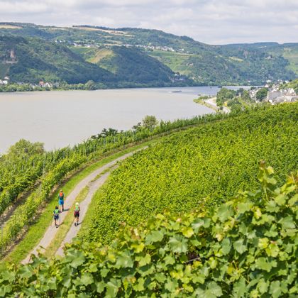 View over the vineyards to Lorch on the Rhine