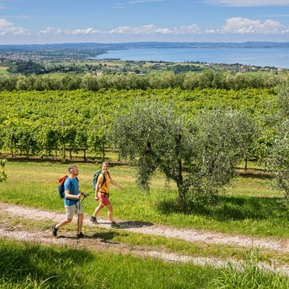 Hiking couple between olive trees and vineyards with a view of Lake Garda