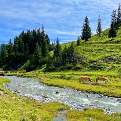 Pferde grasen auf grünen Wiesen neben einem klaren Bergbach am Lechweg, umgeben von Nadelwäldern und Alpengipfeln.