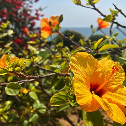 Gelbe Hibiskusblüte auf Strauch mit Meer im Hintergrund