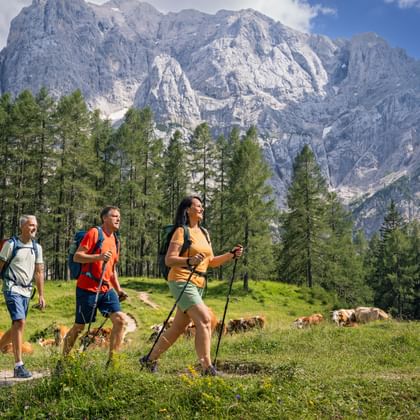 Drei Wanderer mit Rucksäcken und Stöcken auf einem Bergweg am Vrsic-Pass. Weidende Kühe auf grüner Wiese, Kiefernwald und Felsgipfel dahinter.