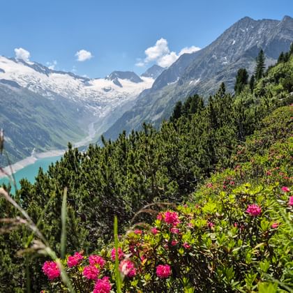 Pink alpine roses bloom on a hillside overlooking the turquoise Schlegeis Reservoir, surrounded by snow-capped mountains and green slopes.