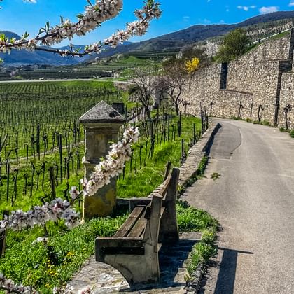 Spring hike in Weissenkirchen in the Wachau region