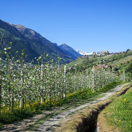 Spring walk among blossoming apple trees along the picturesque Waalweg, snow-covered peaks and villages in the background