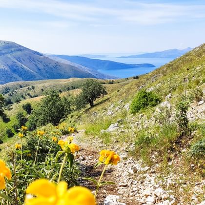 Bergpfad mit gelben Blumen im Vordergrund, grünen Hängen und blauem Meerblick in der Ferne entlang der albanischen Küste.