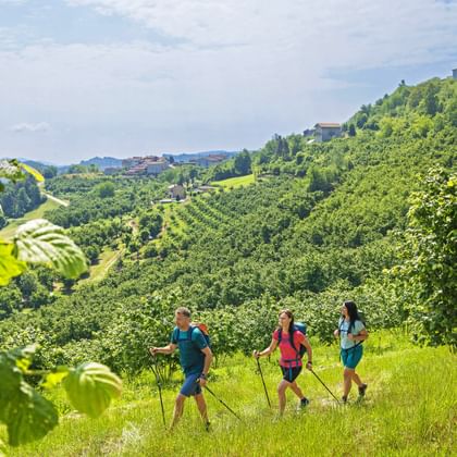Hiking group between hazelnut groves near Cravanzana