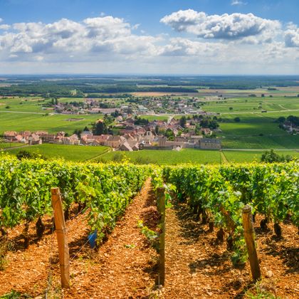 Traumhafte Wanderausblicke auf die Weinreben im Burgund