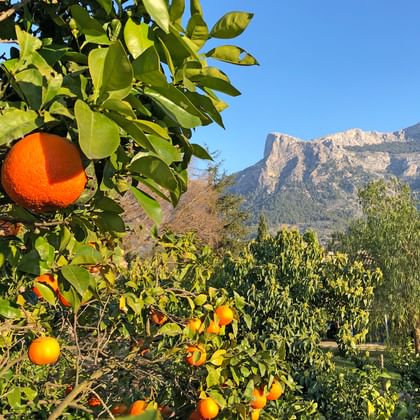 Saftige Orangen im Tramuntana Gebirge