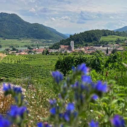 Panoramablick auf Spitz in der Wachau