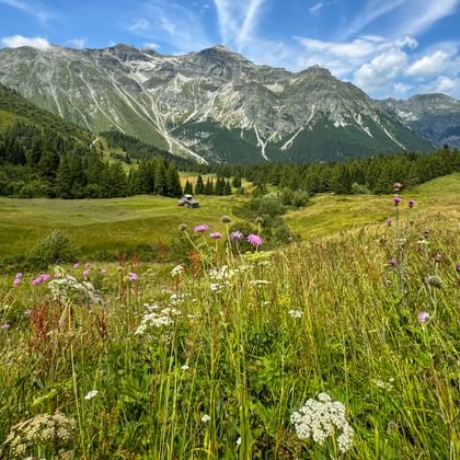 Colorful alpine meadow with white and purple wildflowers in foreground, green valley with mountain huts, and rocky Alpine peaks under blue sky.