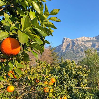 Zitrusfrüchte im Wanderurlaub auf Mallorca