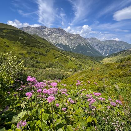 Rosa Alpenblumen blühen im Vordergrund mit grünem Bergtal und felsigen Gipfeln unter blauem Himmel bei Obernberg auf der Route Garmisch-Sterzing.