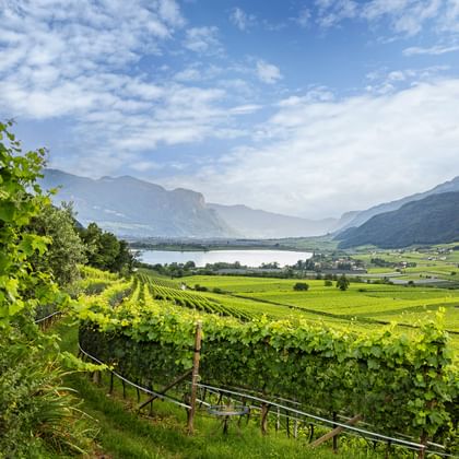 Üppige grüne Weinberge in Reihen am Hang mit Blick auf den Gardasee und Bergen im Hintergrund unter teilweise bewölktem Himmel.