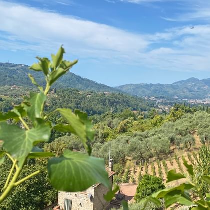 Panoramic view of Tuscan countryside with terraced vineyards, green hills, and mountains under blue sky with white clouds.