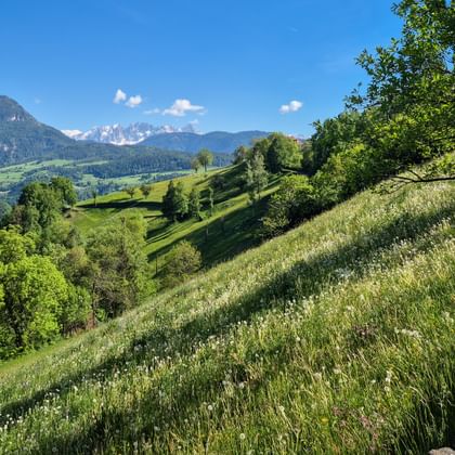 Lush green meadows on Ritten Plateau with stone wall path, trees, and snow-capped Alpine peaks under blue sky near Sterzing.