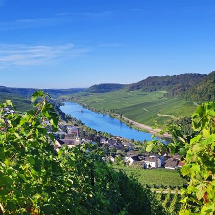 View of the Moselle across the vines