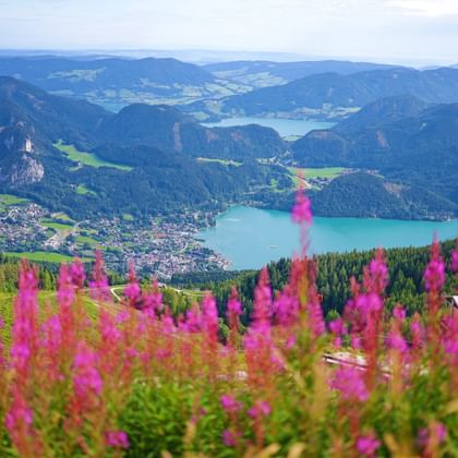 Mountain flowers with a view of the lake
