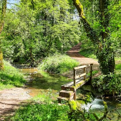 Crossing a stream in the green forest