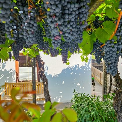 Weinreben in Kastelbell