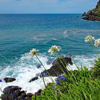 Flowers on the coast of Portugal