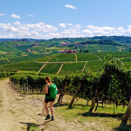 Hiker on paths between the vineyards in Langhe, with rolling hills in the background