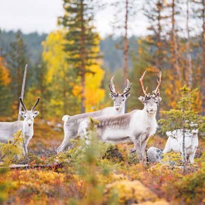 Reindeer in the autumn forest of Lapland