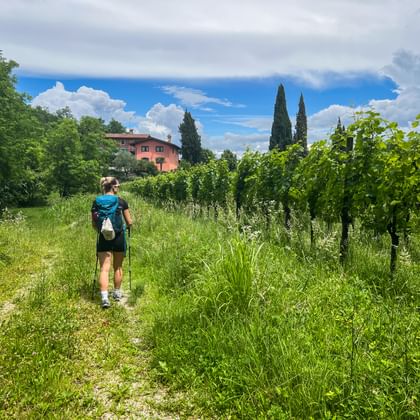 Hiker with backpack walking on grassy trail through vineyard rows on Monte Quarin in Friuli, with pink house and cypress trees visible.