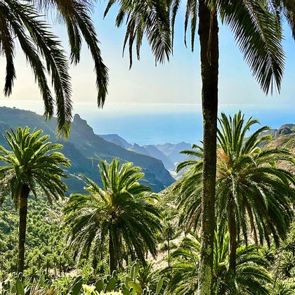A panorama with a sea view emerges between the palm trees