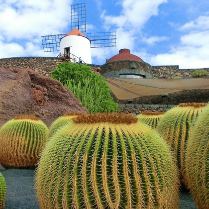 Cacti on the Canary Island of Lanzarote with windmill in the background