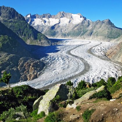 View of the Aletsch Glacier from the panoramic trail