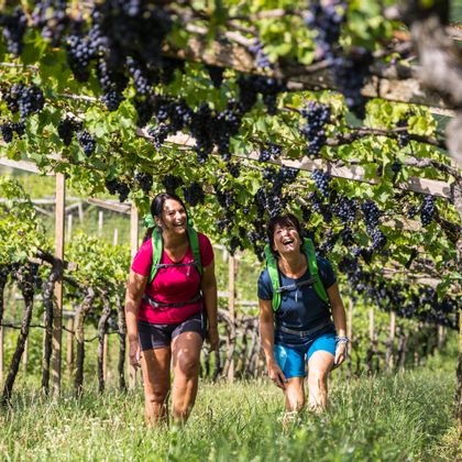 Two women walking under the vines, red grapes, vineyard, sun