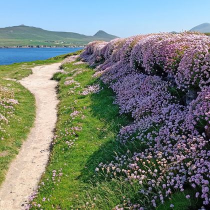 The Dingle Way in Kerry with lots of beach carnations along the way and views of the sea and green hills
