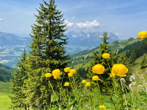 View of flowers and the magnificent nature in the background
