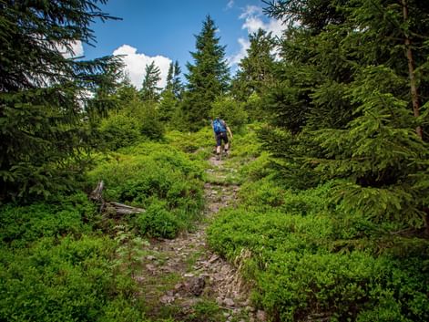 Wanderer im Thüringerwald