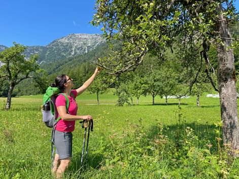 Wanderin mit Rucksack und Stöcken greift nach Äpfeln an einem Baum auf einer grünen Wiese. Berge und blauer Himmel im Hintergrund.