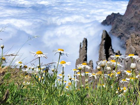 Blumen und Felsen im Nebel auf La Palma
