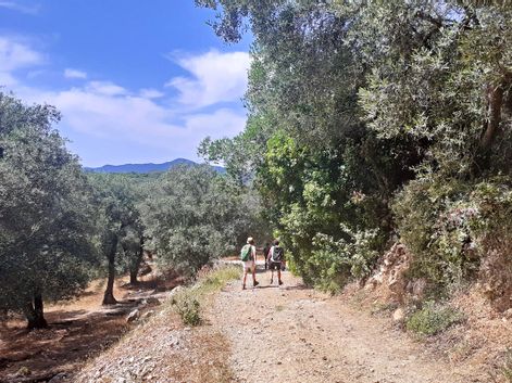 Wanderweg entlang von Olivenbäumen