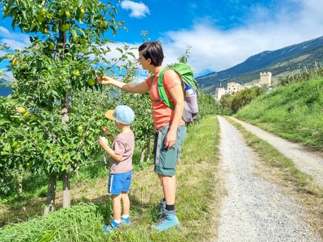 Apple trees on the hiking trail near Churburg Castle in South Tyrol