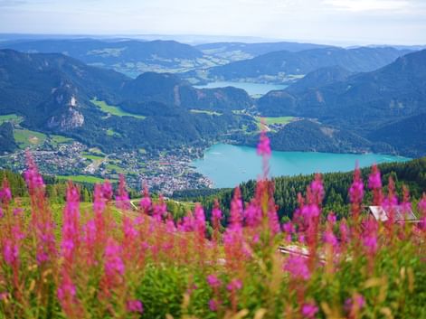 Mountain flowers in a beautiful lake panorama