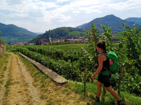 Wanderweg durch die Weinreben von Spitz an der Donau