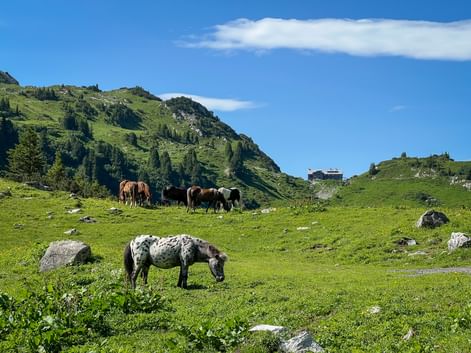 Horses grazing on an alpine meadow