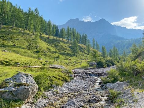 Almwiesen und Bachlauf am Hoehenrundweg