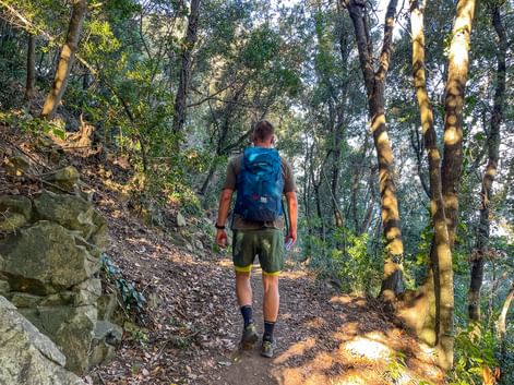 Wandern im Wald
