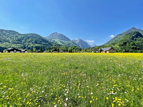 Colorful meadow with yellow and white wildflowers in Salzkammergut. Green mountains and scattered houses visible under blue sky.