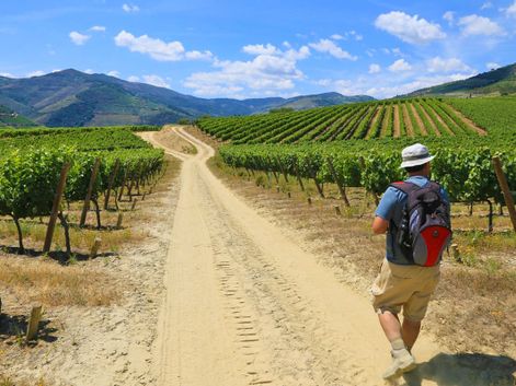Wanderer inmitten der grünen Weinreben im Douro-Tal