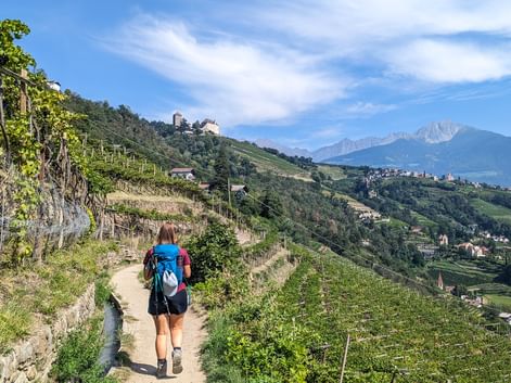 Wanderin in den Weinbergen mit Blick auf Schloss Tirol
